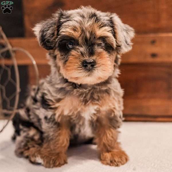 Kylie, Miniature Poodle Mix Puppy