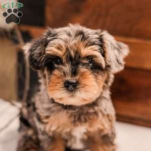 Kylie, Miniature Poodle Mix Puppy