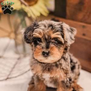 Kylie, Miniature Poodle Mix Puppy