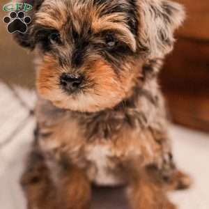 Kylie, Miniature Poodle Mix Puppy