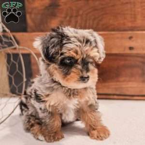 Kylie, Miniature Poodle Mix Puppy