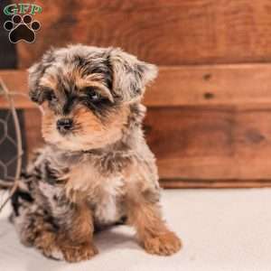 Kylie, Miniature Poodle Mix Puppy