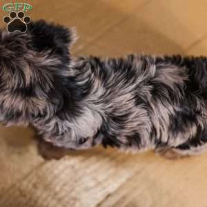 Kylie, Miniature Poodle Mix Puppy