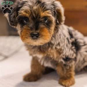 Kylie, Miniature Poodle Mix Puppy