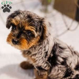 Kylie, Miniature Poodle Mix Puppy