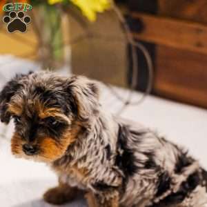 Kylie, Miniature Poodle Mix Puppy