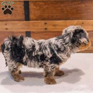 Kylie, Miniature Poodle Mix Puppy