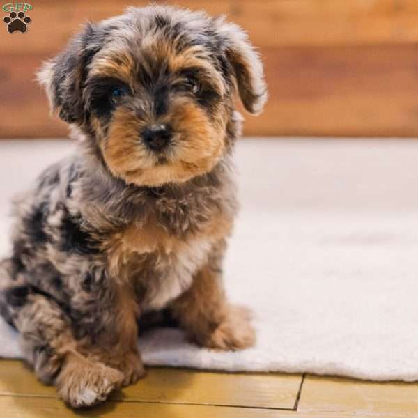 Kylie, Miniature Poodle Mix Puppy