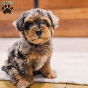Kylie, Miniature Poodle Mix Puppy
