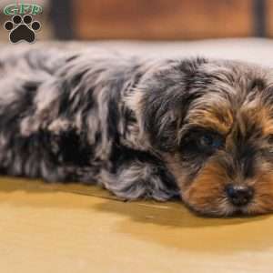 Kylie, Miniature Poodle Mix Puppy