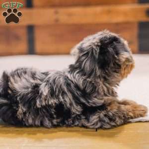 Kylie, Miniature Poodle Mix Puppy