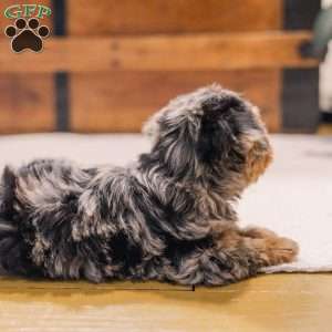 Kylie, Miniature Poodle Mix Puppy