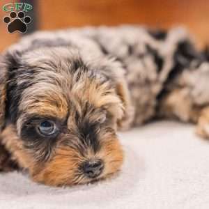 Kylie, Miniature Poodle Mix Puppy