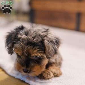 Kylie, Miniature Poodle Mix Puppy