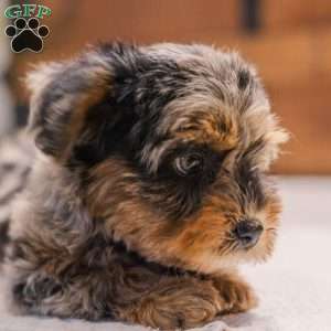 Kylie, Miniature Poodle Mix Puppy