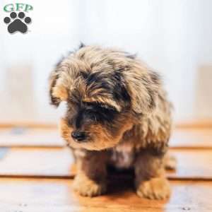 Kylie, Miniature Poodle Mix Puppy