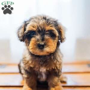 Kylie, Miniature Poodle Mix Puppy