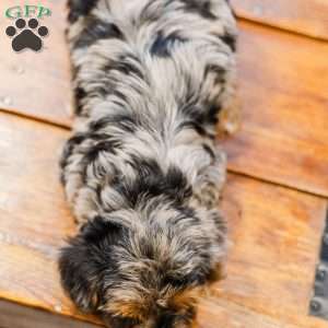 Kylie, Miniature Poodle Mix Puppy