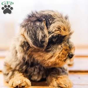 Kerri, Miniature Poodle Mix Puppy