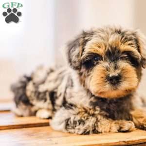 Kerri, Miniature Poodle Mix Puppy