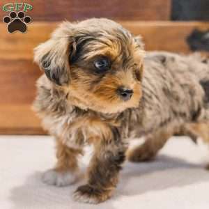 Kerri, Miniature Poodle Mix Puppy