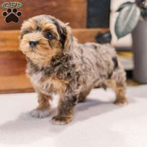 Kerri, Miniature Poodle Mix Puppy