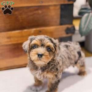 Kerri, Miniature Poodle Mix Puppy