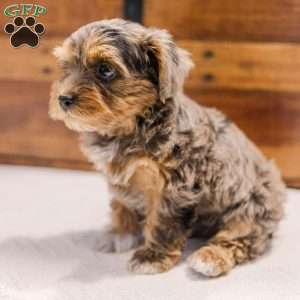 Kerri, Miniature Poodle Mix Puppy