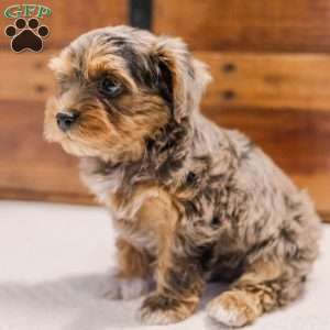 Kerri, Miniature Poodle Mix Puppy