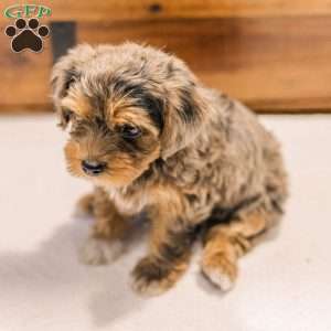 Kerri, Miniature Poodle Mix Puppy