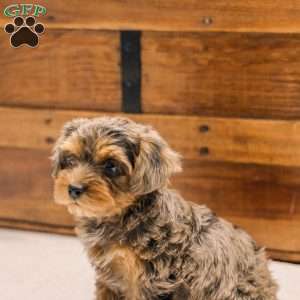Kerri, Miniature Poodle Mix Puppy