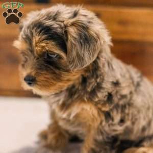 Kerri, Miniature Poodle Mix Puppy