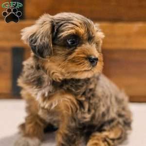 Kerri, Miniature Poodle Mix Puppy