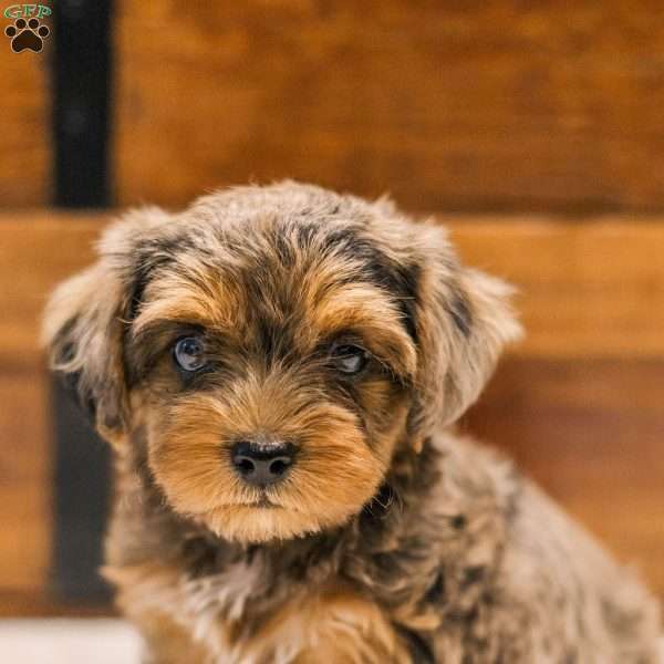 Kerri, Miniature Poodle Mix Puppy
