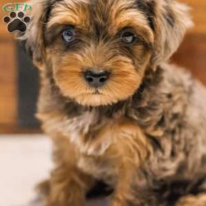 Kerri, Miniature Poodle Mix Puppy