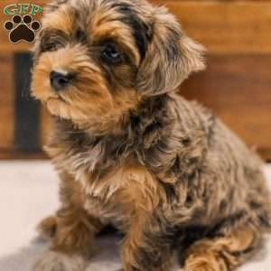 Kerri, Miniature Poodle Mix Puppy