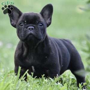 Ava, French Bulldog Puppy