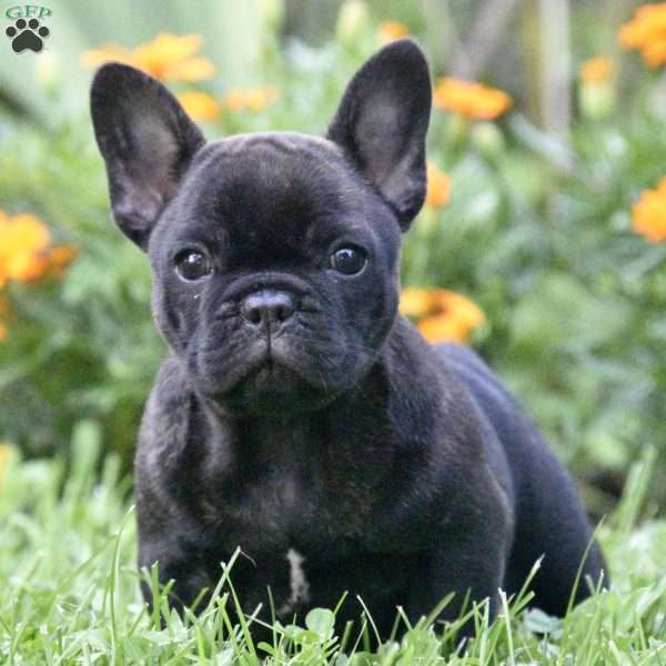 Ava, French Bulldog Puppy