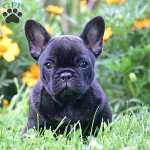 Ava, French Bulldog Puppy
