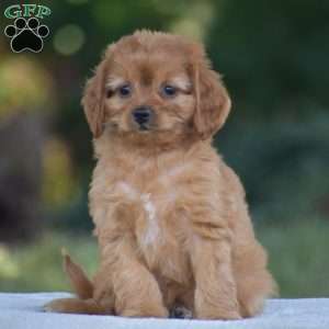Misty, Cavapoo Puppy