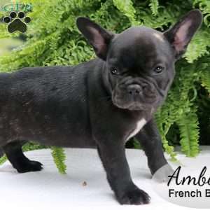 Amber, French Bulldog Puppy