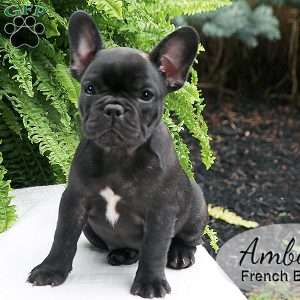 Amber, French Bulldog Puppy