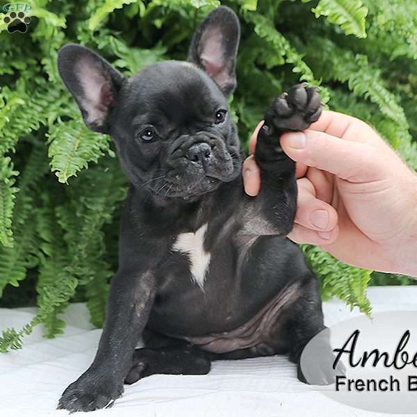 Amber, French Bulldog Puppy