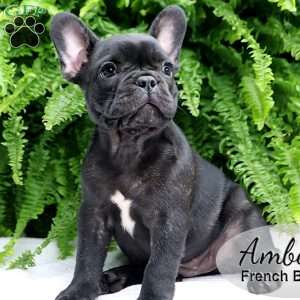 Amber, French Bulldog Puppy