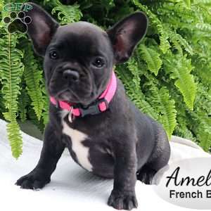 Amelia, French Bulldog Puppy