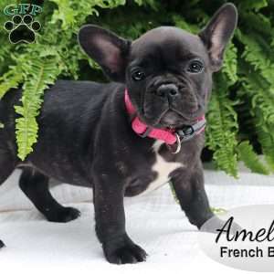 Amelia, French Bulldog Puppy