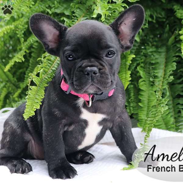 Amelia, French Bulldog Puppy