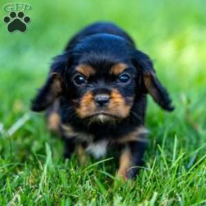 Archie, Cavalier King Charles Spaniel Puppy