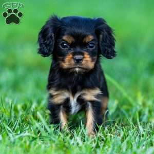 Archie, Cavalier King Charles Spaniel Puppy