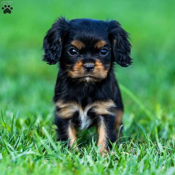 Archie, Cavalier King Charles Spaniel Puppy